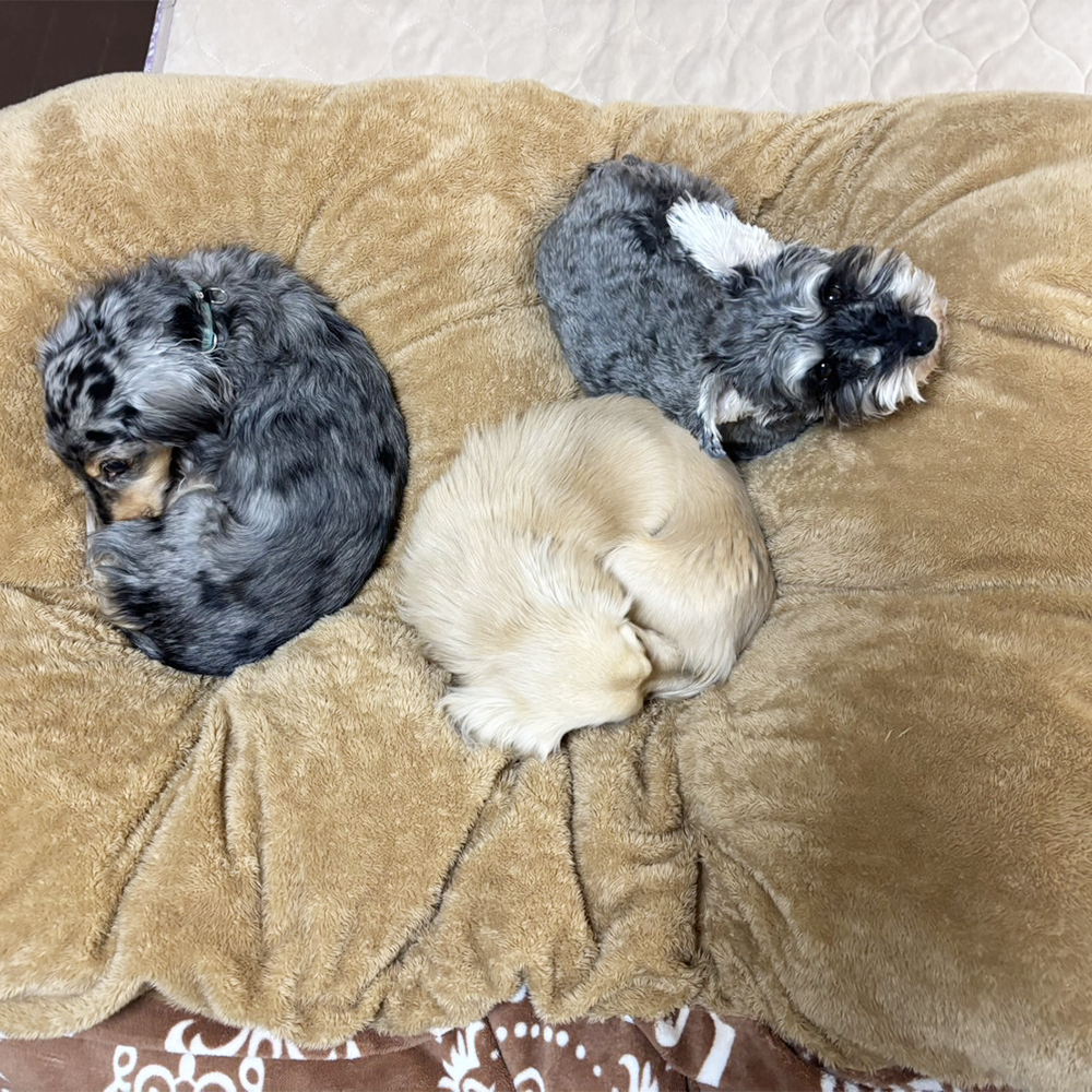 卒業犬ジュリアちゃんの近況！